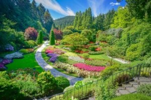 Path winding through a kaleidoscope of colourful flower beds at Butchart Gardens, nestled in a lush Canadian forest setting.